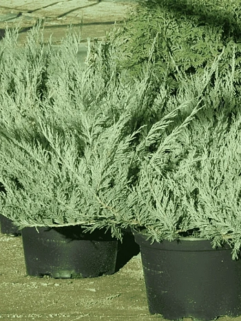 Можжевельник казацкий Blue danube