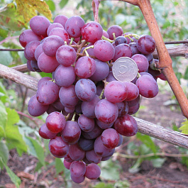 Виноград плодовый Мускат Новошахтинский