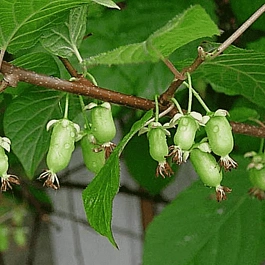 Актинидия коломикта Университетская