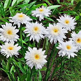 Нивяник наибольший Веррэл Сьюприм