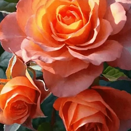 Роза Чайно-гибридная Pina Colada