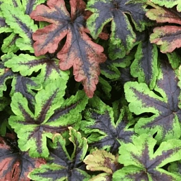 Тиарелла Jeepers Creepers