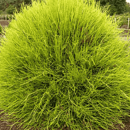 Туя восточная Franky Boy