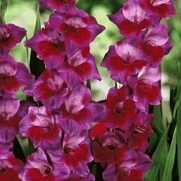 Гладиолус Velvet Eyes