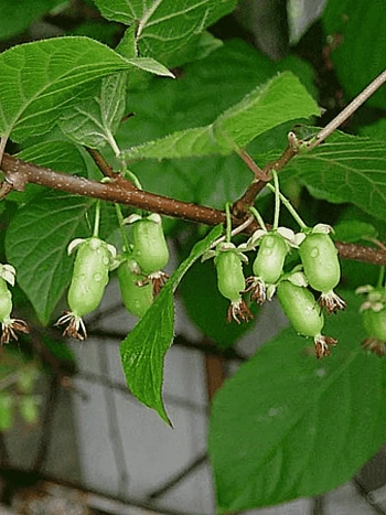 Актинидия коломикта Университетская