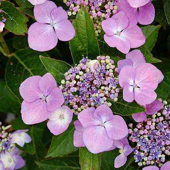 Гортензия крупнолистовая Маризим Перфекта