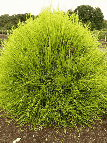 Туя восточная Franky Boy