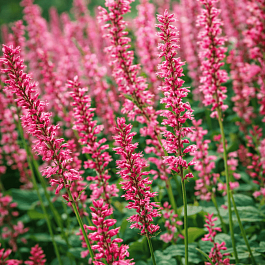 Горец стеблеобъемлющий Orangefield