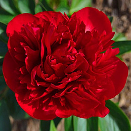 Пион травянистый Диана Паркс