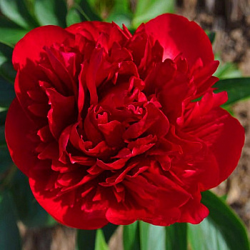 Пион травянистый Диана Паркс