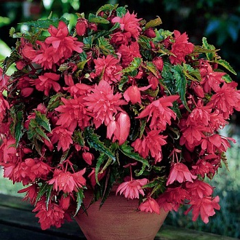 Бегония Клубневая Cascade pink