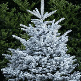 Ель колючая Misty Blue