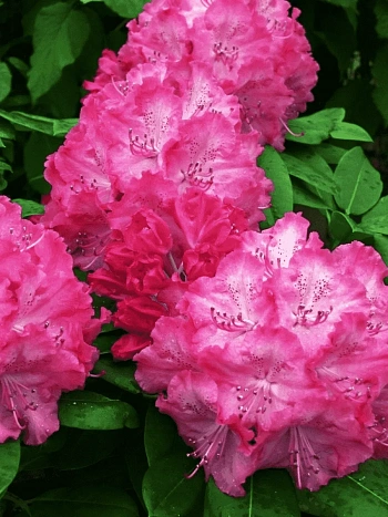 Рододендрон гибридный Germania