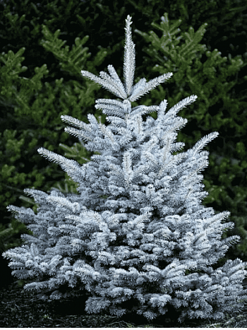 Ель колючая Misty Blue