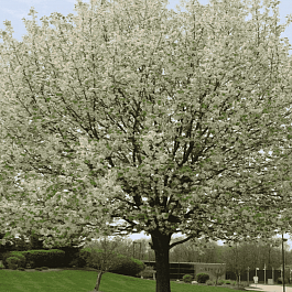 Яблоня декоративная Harvest Gold