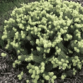 Пихта корейская Schwedenkonig на штамбе 40 см