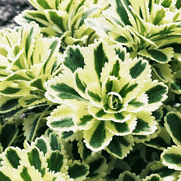 Очиток такесимский Atlantis