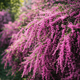 Тамарикс ветвистый Rubra