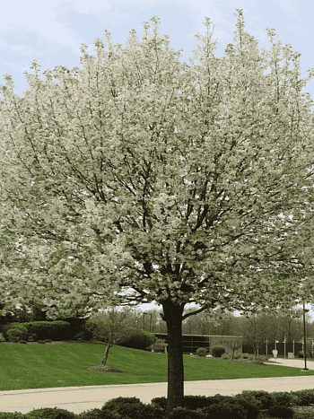 Яблоня декоративная Harvest Gold