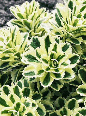 Очиток такесимский Atlantis