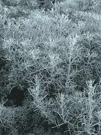 Полынь армянская синяя 'Canescens'