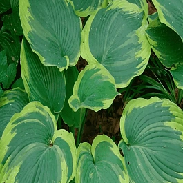 Хоста Earth Angel