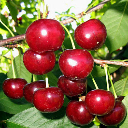 Вишня обыкновенная Эффектная (Дюк)