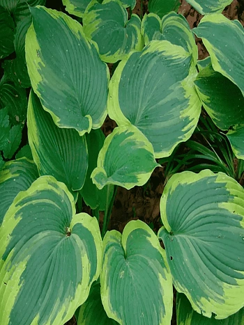 Хоста Earth Angel