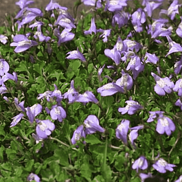 Мазус ползучий