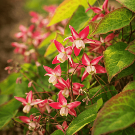 Горянка красная