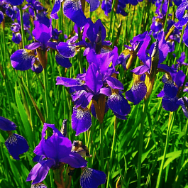 Ирис сибирский Ottawa