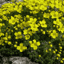 Крупка моховидная