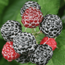 Малина обыкновенная Black Jewel