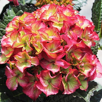 Гортензия крупнолистовая Дарк Энжел