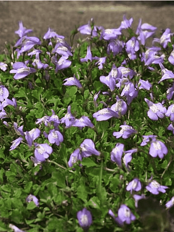 Мазус ползучий