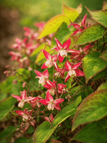 Горянка красная