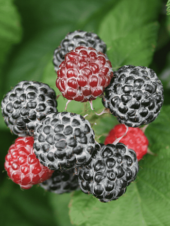 Малина обыкновенная Black Jewel