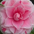 Камелия японская  Bonomiana roze