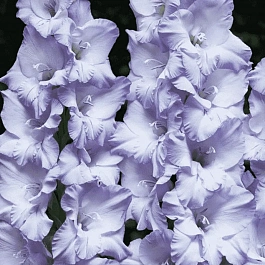 Гладиолус Blue Frost