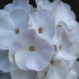 Флокс метельчатый Балет