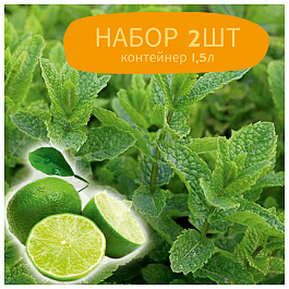 Мята Касабланка НАБОР 2ШТ