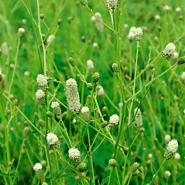  Кровохлебка Jam Session