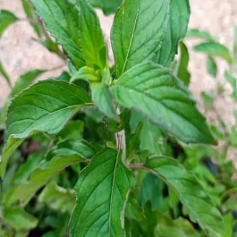 Мята Фруктовый Щербет