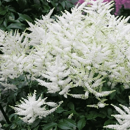 Астильба японская Queen of Holland