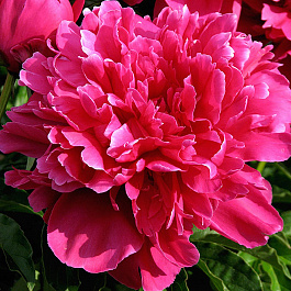 Пион травянистый Виктуар де ла Марн