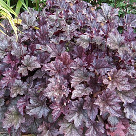 Гейхера гибридная Аметист Мист Гейхера гибридная Аметист Мист