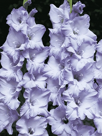 Гладиолус Blue Frost