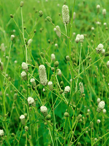  Кровохлебка Jam Session