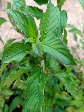 Мята Фруктовый Щербет