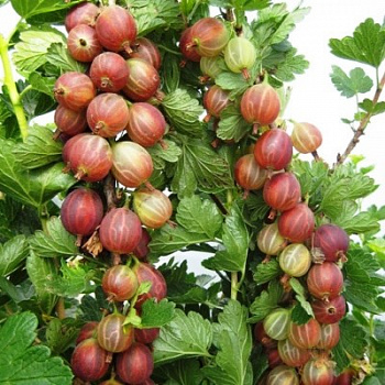 Крыжовник Сеянец Смены